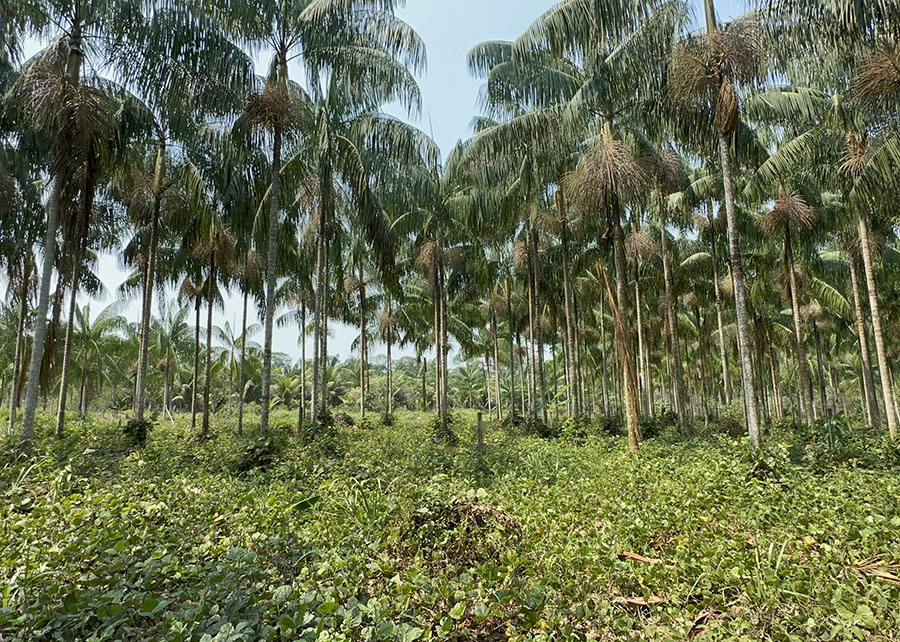 Protocolo viabiliza mudas em larga escala para o cultivo sustentável de açaí-solteiro na Amazônia